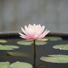 Pink lotus flower blooming on pond with lily pads