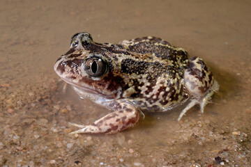 Western spadefoot // Messerfu&szlig; (Pelobates cultripes) - Carrapateira, Portugal