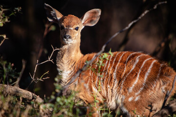 Baby Nyala (Tragelaphus angasii) hiding in the bushes of South Africa