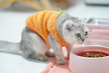 Cute cat wearing pumpkin costume sits beside bowl of food, showcasing its playful and adorable...
