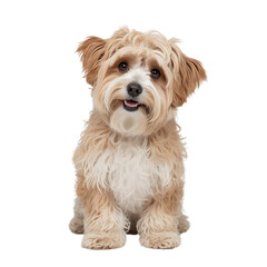 Cute small dog with fluffy fur sitting and looking ahead on Transparent Background