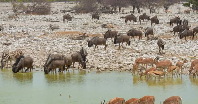 4K video; Herd of wildebeest (Connochaetes taurinus) approaching the famous Okaukuejo waterhole, Etosha National Park Namibia; antelopes drinking