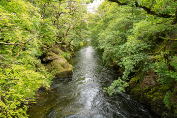 Obraz premium A small woodland stream runs between moss covered rocks with oak trees lining the banks. (Quercus Robur)