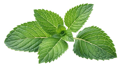 Mint leaves isolated on transparent png
