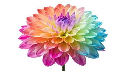 Dahlia flower png Dahlia png colorful flower png Dahlia flower transparent background
