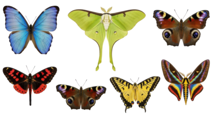 A collection of various colorful butterflies and moths, showcasing diverse patterns and shapes.