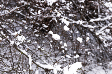 Close view of fluffy snow clumps resting on bush branches in a winter forest