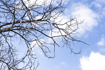 Snow covered tree branches against a blue sky with soft white clouds