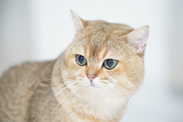 Close up of domestic cat with soft fur and striking green eyes, showcasing its curious expression and gentle demeanor. background is softly blurred, emphasizing cat features