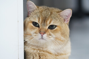 Fluffy cat with golden fur and expressive eyes gazes curiously, showcasing its adorable features and playful demeanor. This charming feline captures attention effortlessly