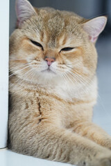 Relaxed cat with soft, golden fur coat rests comfortably, showcasing its peaceful expression and whiskers. serene atmosphere highlights cat contentment and charm