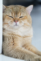 Relaxed cat with soft fur lies comfortably, eyes closed, exuding sense of tranquility and contentment. warm tones of its coat add to peaceful atmosphere