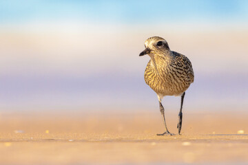Black-bellied plover on beach