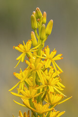 Close up of Bog Asphodel Yellow Flower
