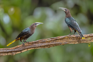 Chestnut headed oropendola pair of birds communicating