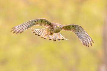 Common Kestrel flying female
