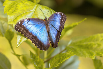 Common Morpho Butterfly