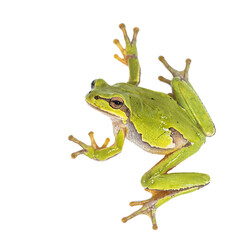 European tree frog on white background