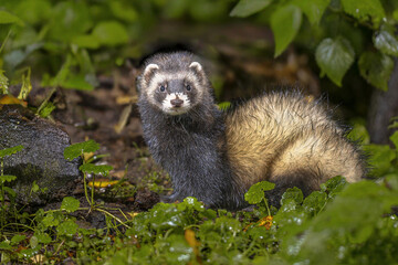 European Polecat in lush forest at night