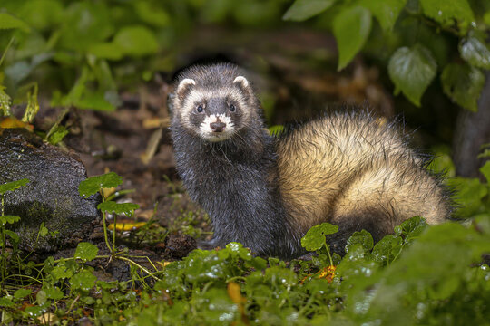 European Polecat in lush forest at night