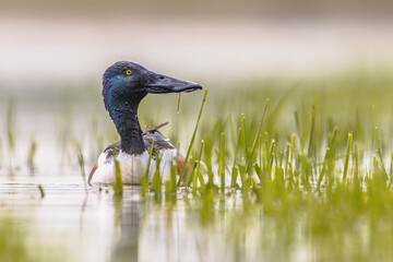 Northern shoveler foraging in water of wetland