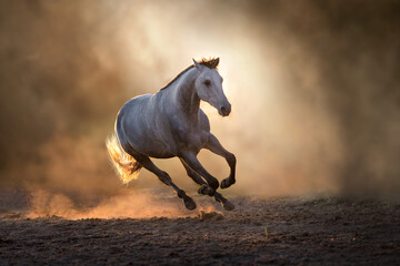 Grey stallion run in sunset light in clouds of dust