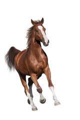 Horse run on white backgound