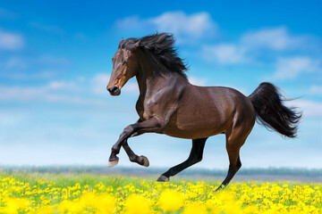 Horse run in flowers