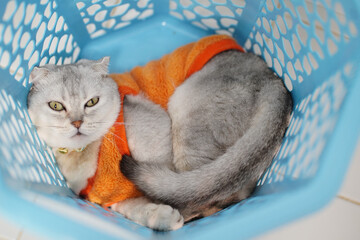 Cozy cat rests in blue laundry basket, wearing orange sweater. feline unique features and relaxed posture create charming and playful atmosphere