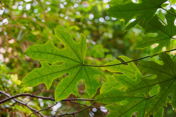 View of a green tree leaf from the underside.
