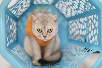 Cat with unique appearance sits inside blue basket, wearing orange sweater. cat large eyes and fluffy fur create adorable and curious expression, making it charming sight