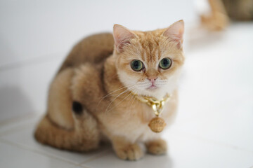 Cute, fluffy cat with golden fur and large green eyes sits on white tiled floor. cat wears gold collar with bell, exuding charming and playful demeanor