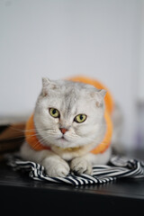 Cute cat with fluffy coat and striking green eyes is resting on striped fabric. cat is wearing orange accessory, adding playful touch to its appearance