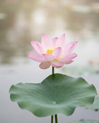 Pink lotus flower bloom above large green leaf with soft background bokeh