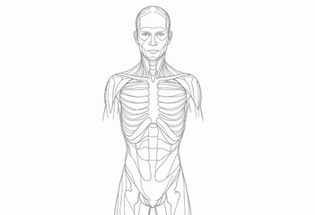 Detailed Anatomical Illustration of Human Torso Showing Muscular and Skeletal Structures in Line Art Style for Educational and Medical Use