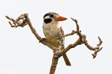 White-eared puffbird 