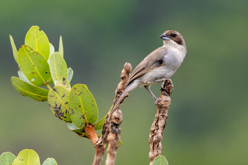 White-banded Tanager 