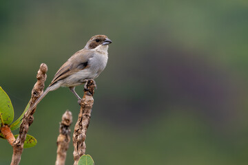 White-banded Tanager on a branch