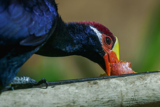 A violet turaco eating a piece of apple.
