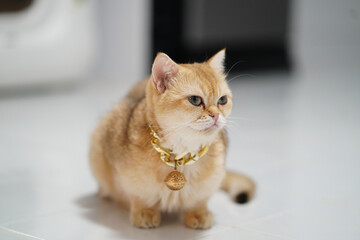 Stylish cat with golden collar sits gracefully on white floor, showcasing its elegant fur and captivating eyes. atmosphere is serene and charming, highlighting cat unique personality