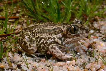 Western spadefoot // Messerfu&szlig; (Pelobates cultripes) - Portugal