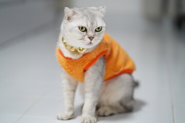 Stylish cat wearing orange sweater sits gracefully on tiled floor, showcasing its unique features and playful personality. cozy outfit adds charm to its appearance