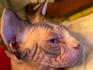 Moody profile sphynx cat portrait, golden side light sculpts wrinkles and skin texture, regal calm and minimalist composition