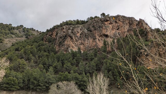 Monte con pinos d&iacute;a nublado 