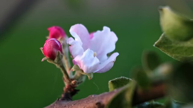 White and pink petals of blooming apple tree flowers swaying in the wind on a blurred background, close-up front view. Blossoming orchard. Concept of pollination problem. Beauty in nature. 4k footage.