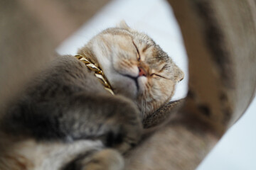 Sleeping cat with golden chain rests peacefully, showcasing its soft fur and relaxed expression. cozy environment enhances serene atmosphere, inviting warmth and comfort