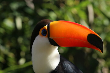 Fototapeta premium Tucano