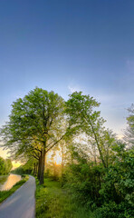 A beautifully peaceful scene showcasing lush green trees lining a winding path beneath a clear sunrise sky