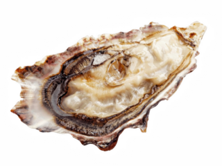Fresh raw oyster on the half shell isolated against a deep void