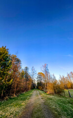 A tranquil and peaceful forest path meanders through tall trees adorned with lush greenery beneath a clear blue sky